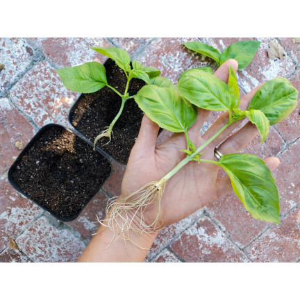 SUM28 SUMIN Multiroots ukorzeniacz, ukorzenia sadzonki cebulki roślin ozdobnych 100 ml