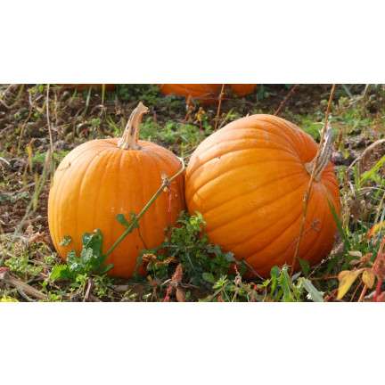 W1038 DYNIA OLBRZYMIA GOLIAS CUCURBITA MAXIMA NASIONA DYNIA OWOCE DO 30KG 4G