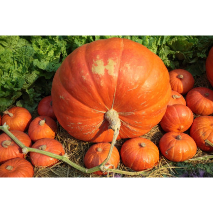 W1038 DYNIA OLBRZYMIA GOLIAS CUCURBITA MAXIMA NASIONA DYNIA OWOCE DO 30KG 4G