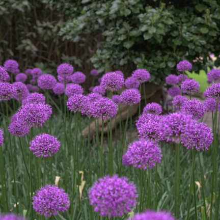 CEB21 CEBULKI KWIATÓW CZOSNEK OZDOBNY ALLIUM AFLATUNENSE 50szt.