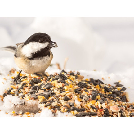 Mieszanka dla dzikich ptaków, karma całoroczna, ziarna zbóż, Turdus 1kg