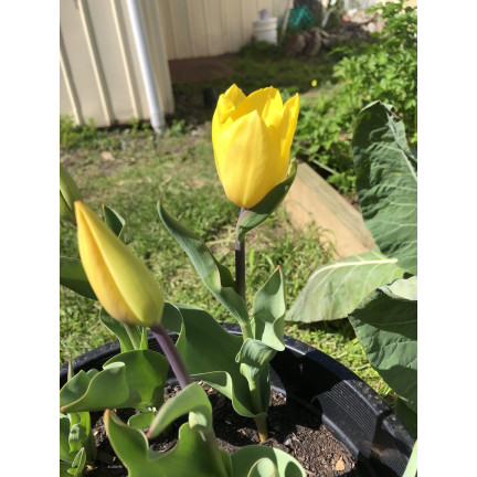 CEB7 TULIPAN YELLOW ANGEL CEBULKA CEBULKI KWIATÓW KWIATOWE 50SZT.