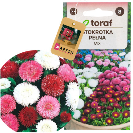 R2573 STOKROTKA PEŁNA MIX NASIONA 0,2G KWIATY KOLOR