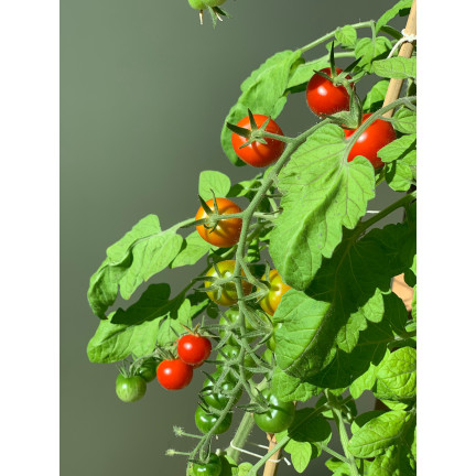 W5222 POMIDOR KOKTAJLOWY BAJAJA 0,3G NASIONA POMIDORA POMIDORKI CHERRY NA BALKON