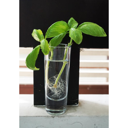 SUM28 SUMIN Multiroots ukorzeniacz, ukorzenia sadzonki cebulki roślin ozdobnych 100 ml