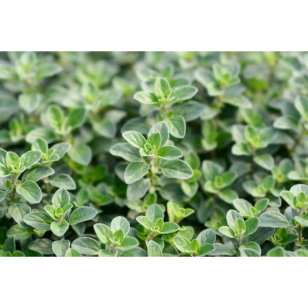 Z3018 MAJERANEK NASIONA ZIÓŁ MAJERANKU ZIOŁA AROMATYCZNY DODATEK DO DAŃ 1G
