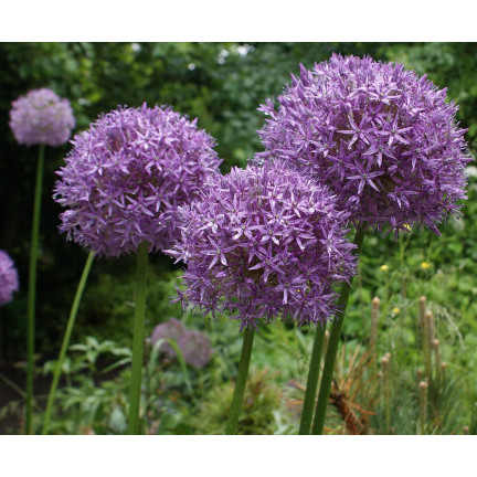 CEB21 CEBULKI KWIATÓW CZOSNEK OZDOBNY ALLIUM AFLATUNENSE 50szt.