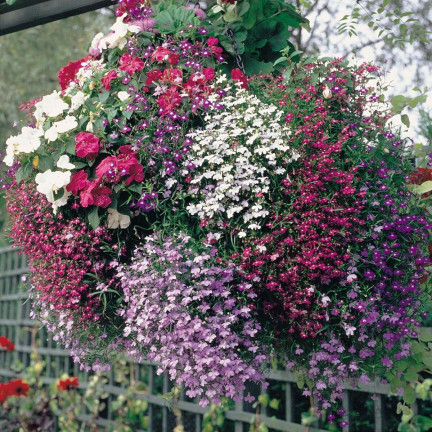 R5837 LOBELIA ZWISAJĄCA CASCADE MIXED 0,1G NASIONA KWIATÓW LOBELII MIESZANKA