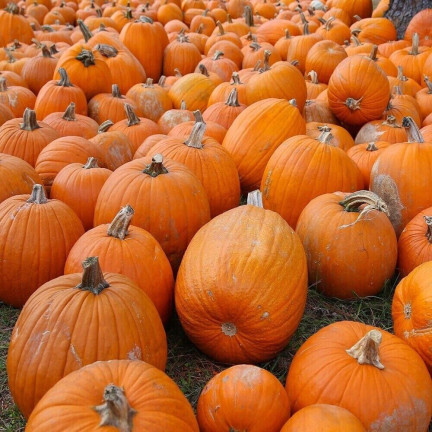 W1038 DYNIA OLBRZYMIA GOLIAS CUCURBITA MAXIMA NASIONA DYNIA OWOCE DO 30KG 4G
