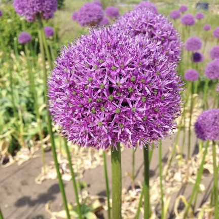 CEB22 CEBULKI ALLIUM GLADIATOR KWIATÓW CZOSNEK OZDOBNY 1szt.