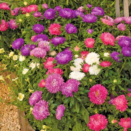 R0371 ASTER KARŁOWY MIX 1G NASIONA MIESZANKA NASION ASTRA NA RABATY