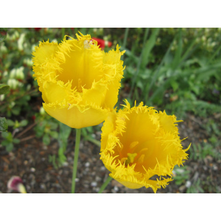 CEB3 TULIPAN CRYSTAL STAR CEBULKA CEBULKI KWIATÓW KWIATOWE 50SZT.