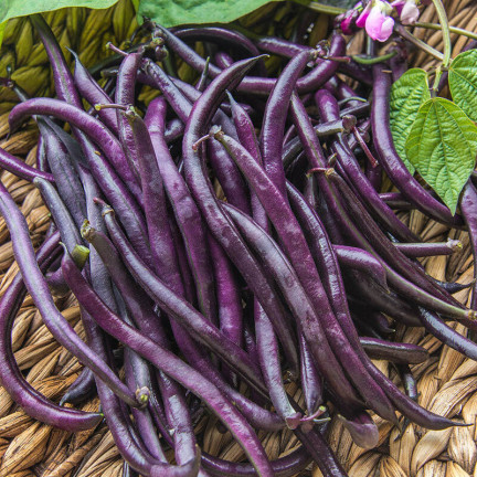 W6991 FASOLA SZPARAGOWA KARŁOWATA PURPLE TEEPEE NASIONA WARZYW FASOLI 30G