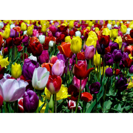 CEB15 CEBULKI KWIATÓW TULIPANÓW TRIUMPH MIXED MIX MIESZANKA 50SZT.