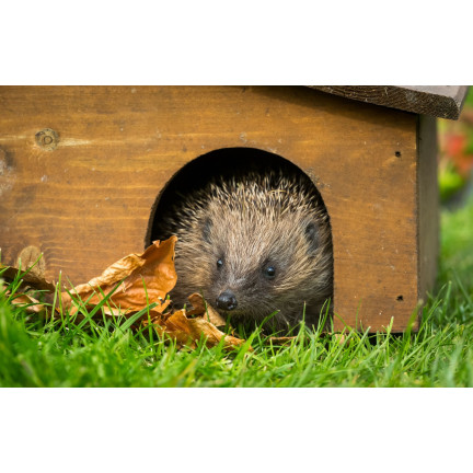 Karma dla jeży wolnożyjących, mieszanka paszowa pełnoporcjowa, bogata w białko, Turdus 500g