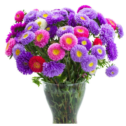 R0371 ASTER KARŁOWY MIX 1G NASIONA MIESZANKA NASION ASTRA NA RABATY