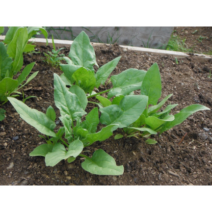 W0326 SZPINAK OLBRZYM ZIMOWY 10G NASIONA SZPINAKU OLBRZYMIEGO