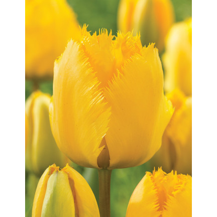 CEB3 TULIPAN CRYSTAL STAR CEBULKA CEBULKI KWIATÓW KWIATOWE 50SZT.