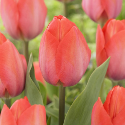 CEB16 CEBULKI KWIATÓW TULIPANÓW TULIPANY VAN EIJK 50szt.