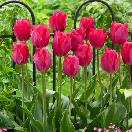 CEB16 CEBULKI KWIATÓW TULIPANÓW TULIPANY VAN EIJK 50szt.