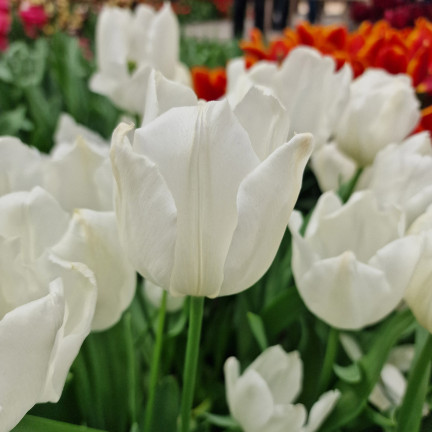 CEB17 CEBULKI KWIATÓW TULIPANÓW TULIPANY WHITE MARVEL 50szt.