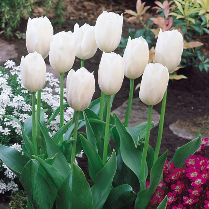 CEB17 CEBULKI KWIATÓW TULIPANÓW TULIPANY WHITE MARVEL 50szt.