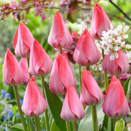 CEB16 CEBULKI KWIATÓW TULIPANÓW TULIPANY VAN EIJK 50szt.