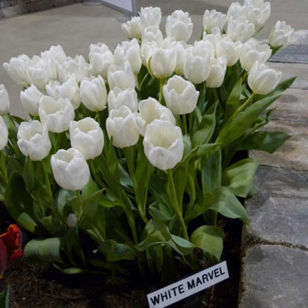 CEB17 CEBULKI KWIATÓW TULIPANÓW TULIPANY WHITE MARVEL 50szt.
