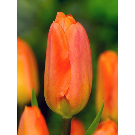 CEB13 CEBULKI KWIATÓW ORANGE BREEZE TULIPANY TULIPANÓW 50SZT.
