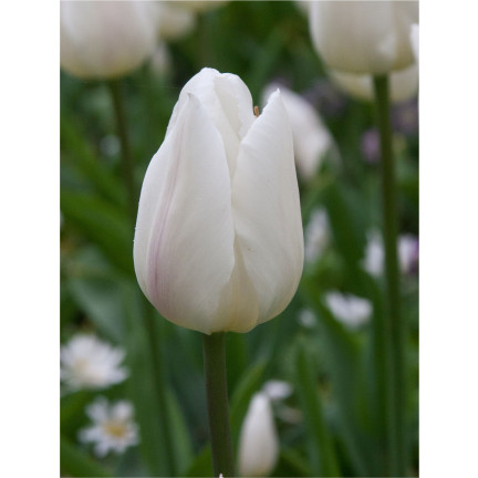 CEB17 CEBULKI KWIATÓW TULIPANÓW TULIPANY WHITE MARVEL 50szt.
