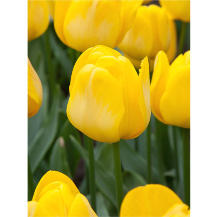 CEB7 TULIPAN YELLOW ANGEL CEBULKA CEBULKI KWIATÓW KWIATOWE 50SZT.