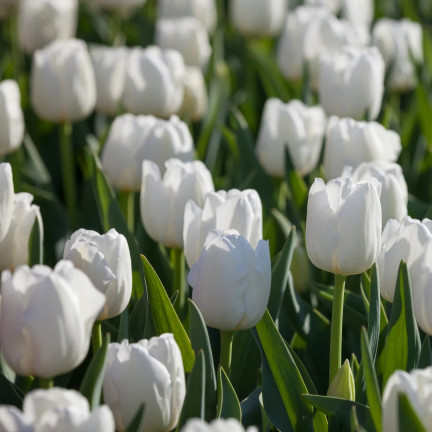 CEB17 CEBULKI KWIATÓW TULIPANÓW TULIPANY WHITE MARVEL 50szt.