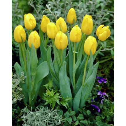 CEB7 TULIPAN YELLOW ANGEL CEBULKA CEBULKI KWIATÓW KWIATOWE 50SZT.