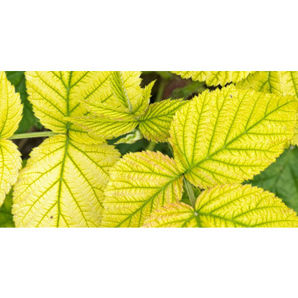 SUM40 HELP PLANT ŻELAZO (FE) 20ML, nawóz dolistny, zapobiega chorobom fizjologicznym i zahamowaniu wzrostu