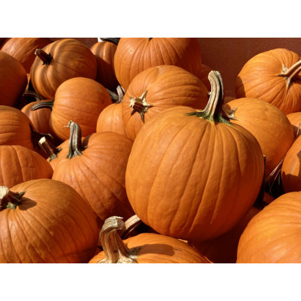 W1038 DYNIA OLBRZYMIA GOLIAS CUCURBITA MAXIMA NASIONA DYNIA OWOCE DO 30KG 4G