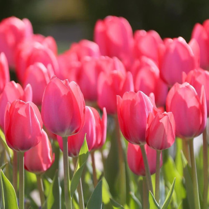 CEB16 CEBULKI KWIATÓW TULIPANÓW TULIPANY VAN EIJK 50szt.
