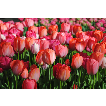 CEB16 CEBULKI KWIATÓW TULIPANÓW TULIPANY VAN EIJK 50szt.
