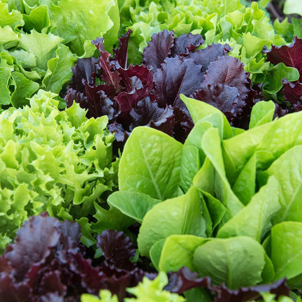 W6595 SAŁATA MIX ODMIAN NASIONA SAŁAT MIESZANKA KRUCHA MASŁOWA 1G