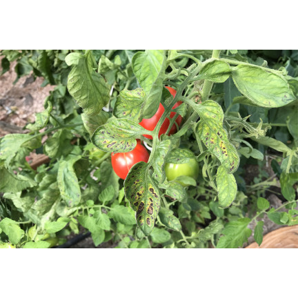 SUM41 Help Plant MG Magnez na choroby roślin, środek na niedobory magnezu 20 g Sumin
