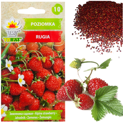 W1181 POZIOMKA NASIONA POZIOMKI RUGIA PLENNA SOCZYSTE OWOCE NAJSŁODSZA 0,2G