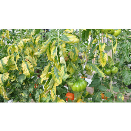 SUM40 HELP PLANT ŻELAZO (FE) 20ML, nawóz dolistny, zapobiega chorobom fizjologicznym i zahamowaniu wzrostu