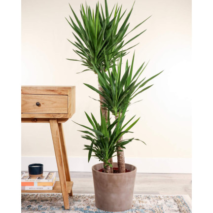 BIO9 ZIEMIA DO PALM JUK DRACEN 5L PODŁOŻE DO ROŚLIN ZIELONYCH Z NAWOZEM BIOVITA