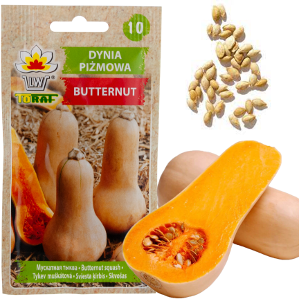 Z3036 Nasiona Dyni DYNIA PIŻMOWA BUTTERNUT nasiona warzyw BEZWŁÓKNISTA