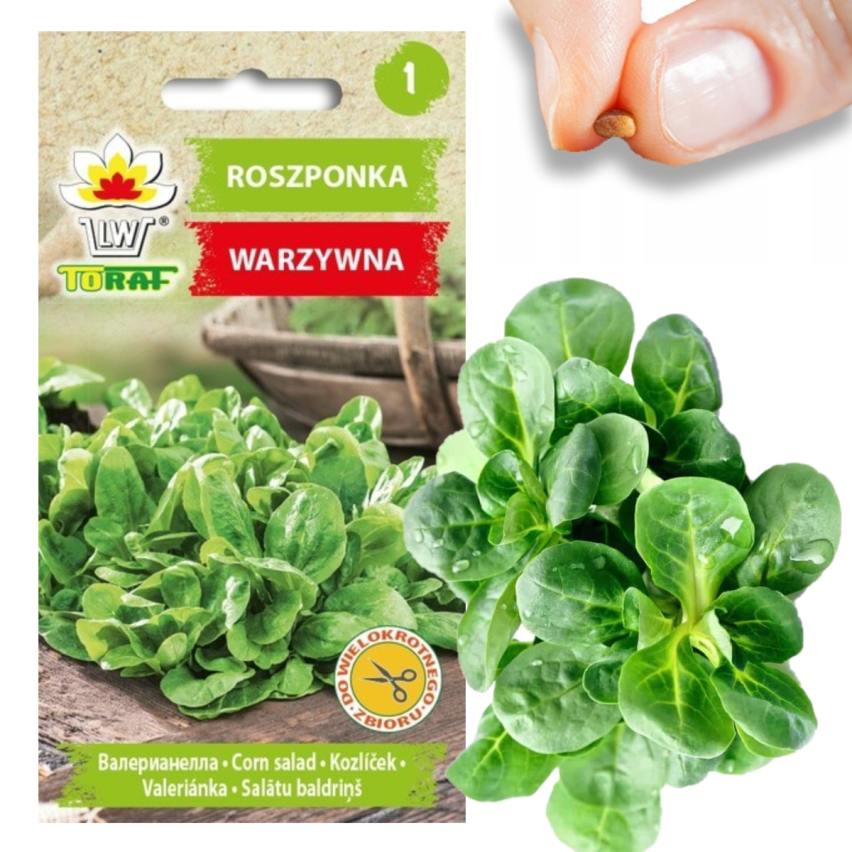 W1186 ROSZPONKA WARZYWNA NASIONA ROSZPONKI BOGATE W WITAMINY SAŁATA 1G